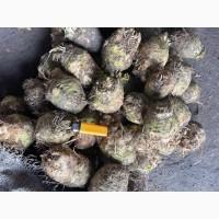 Продам корень сельдерея