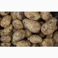 Куплю картофель на переработку, нетоварного вида, 2 сорта. Цена по образцу