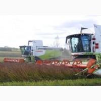 Хотите продать свою Гречиху по выгодной цене