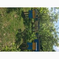 Продам бджолопакети