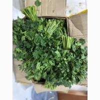 Продам Петрушку