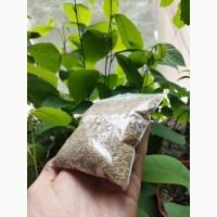 Продам семена картофеля (конкретно семена, не клубни)