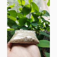 Продам семена картофеля (конкретно семена, не клубни)