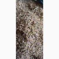 Продам цвіт лаванди