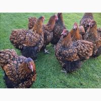 Інкубаційне яйце (курчата). Орпінгтон: лаванда, срібло, золото