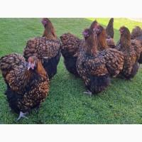 Інкубаційне яйце (курчата). Орпінгтон: лаванда, срібло, золото