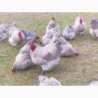 Інкубаційне яйце (курчата). Орпінгтон: лаванда, срібло, золото