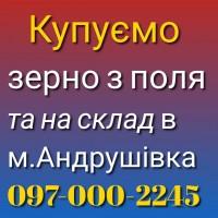 ЗАКУПОВУЄМО Пшеницю 2 3 4кл