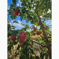 Продам яблука