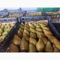 Продам грушу Ноябрську, Бишів, Київська обл