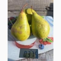 Продам грушу ноябрську двохрядку, Київська обл