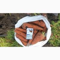 Продам морковь оптом
