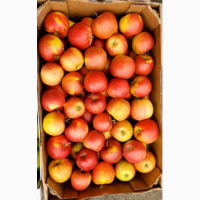 Яблука гуртом від фермерського господарства для вашого бізнесу