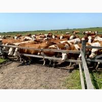 Продажа 2000 га Волынская область Действующий бизнес300 дойных коров