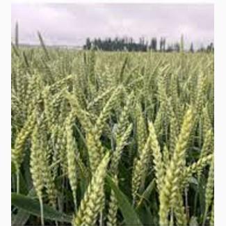 Пшениця озима Абсалон