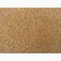 Гірчиця біла