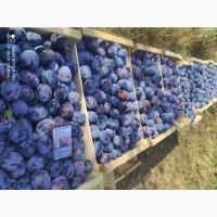 Продам сливу Стенлей, Чачакская, Президент, Волошка