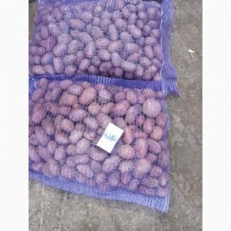 Продам насіннєву картоплю оптом, сорт Ред Леді, від 10 тонн