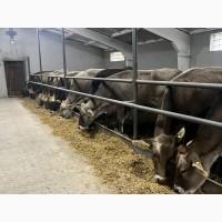 Продам охолоджене молоко екстракласу A2