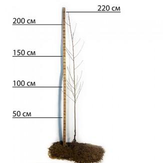 Саджанці персика Кардинал - 2-річний