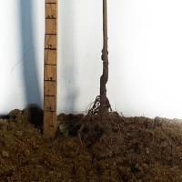 Саджанці персика Кардинал - 2-річний