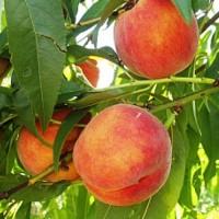 Саджанці персика Кардинал - 2-річний