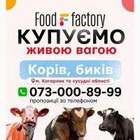 Купуємо живою вагою корів та биків / ВРХ