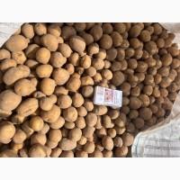 Продам якісне насіння 2-ї репродукції Констанс