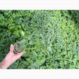 Розсада F1 :помідори, огірки, кабачки. ОПТ