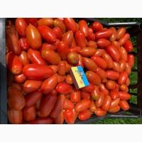 Розсада F1 :помідори, огірки, кабачки. ОПТ