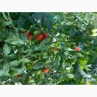 Розсада F1 :помідори, огірки, кабачки. ОПТ