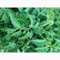 Розсада F1 :помідори, огірки, кабачки. ОПТ