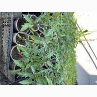 Розсада F1 :помідори, огірки, кабачки. ОПТ