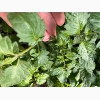 Розсада F1 :помідори, огірки, кабачки. ОПТ