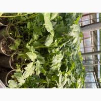 Розсада F1 :помідори, огірки, кабачки. ОПТ