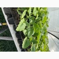 Розсада F1 :помідори, огірки, кабачки. ОПТ