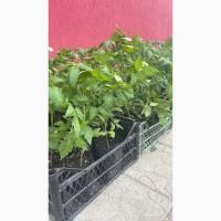 Розсада F1 :помідори, огірки, кабачки. ОПТ