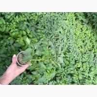 Розсада F1 :помідори, огірки, кабачки. ОПТ