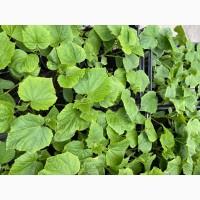 Розсада F1 :помідори, огірки, кабачки. ОПТ