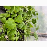 Розсада F1 :помідори, огірки, кабачки. ОПТ