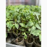 Розсада F1 :помідори, огірки, кабачки. ОПТ