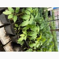 Розсада F1 :помідори, огірки, кабачки. ОПТ