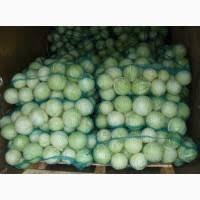 Капуста білокачанна молода з поля | Опт від 10 т | Без посередників