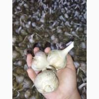 Часник любаша