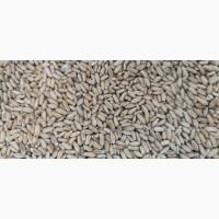 Озиме тритекале Трібонус (Австрія) 1 репродукція