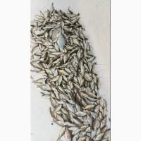 Зарибок річний короп
