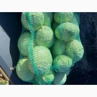 Продам пізню капусту