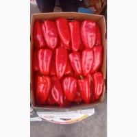 Продам огірок