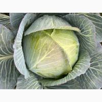 Продам капусту Агресор, Сторідор