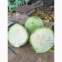 Продам капусту Агресор 20т, по 5 грн/кг без трипсу та хвороб у Дніпр.обл